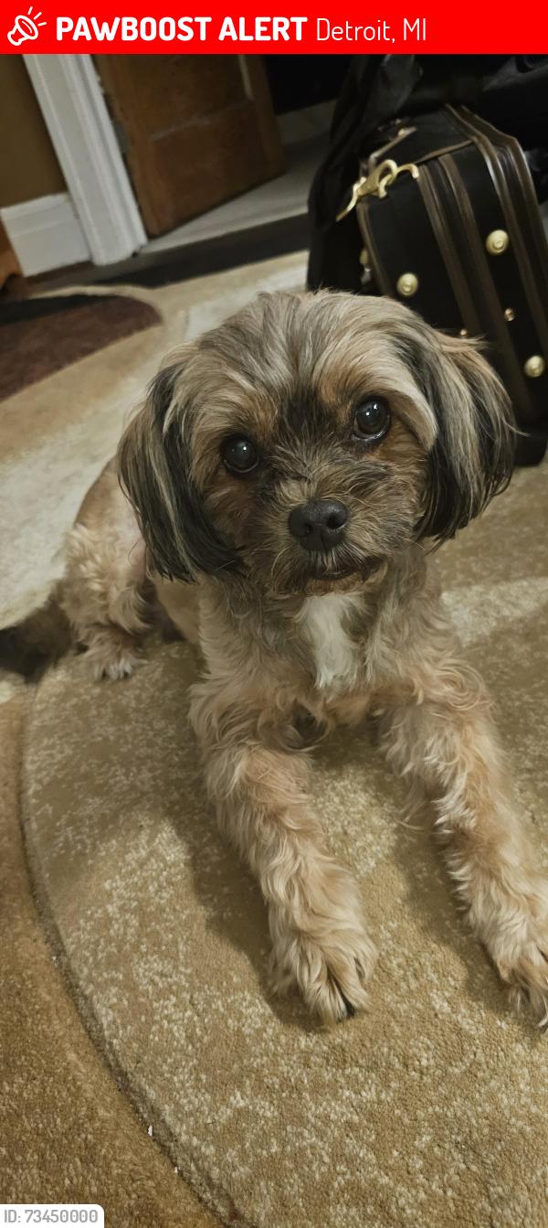 Lost Male Dog last seen Woodrow Wilson Street and Webb Street, Detroit, MI 48267