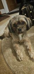 Lost Male Dog last seen Woodrow Wilson Street and Webb Street, Detroit, MI 48267