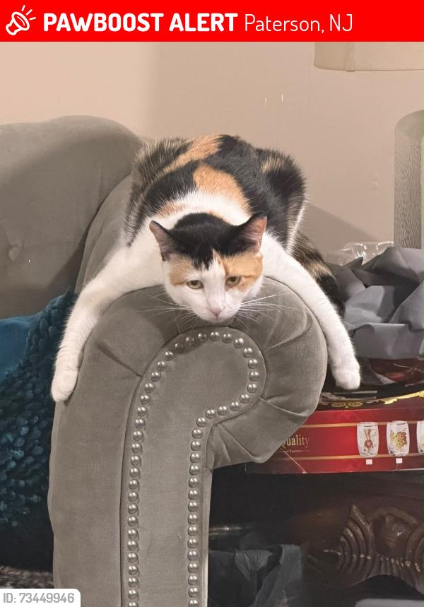 Lost Male Cat last seen Its in the corner all the way down of the location i sent and in the corner all the way up there a a pizza place and a gas station, Paterson, NJ 07503