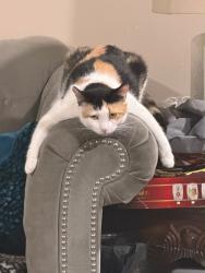 Lost Male Cat last seen Its in the corner all the way down of the location i sent and in the corner all the way up there a a pizza place and a gas station, Paterson, NJ 07503