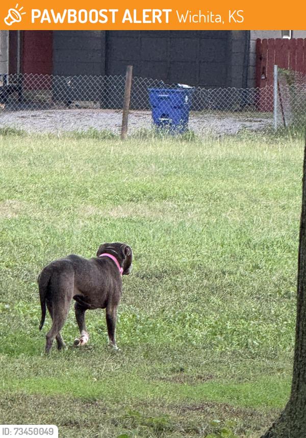 Found/Stray Unknown Dog last seen 12th and zoo, Wichita, KS 67203