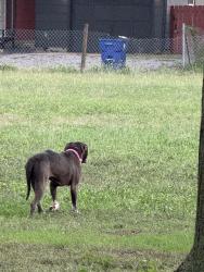Found/Stray Unknown Dog last seen 12th and zoo, Wichita, KS 67203
