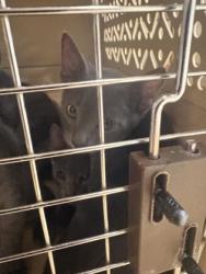 Shelter Stray Male Cat last seen Holly Ln, Cedar Hill, TX, 1150 E Pleasant Run Rd, Cedar Hill, TX 75104, USA