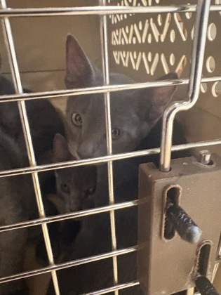 Shelter Stray Male Cat last seen Holly Ln, Cedar Hill, TX, 1150 E Pleasant Run Rd, Cedar Hill, TX 75104, USA