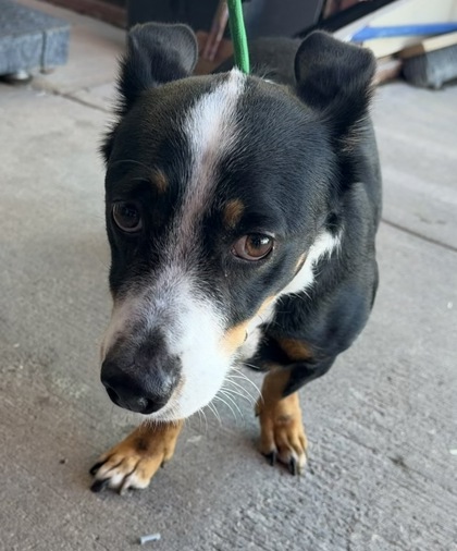 Shelter Stray Male Dog last seen Near N. Mesa, CITY of El Paso, TX, 5001 Fred Wilson Ave, El Paso, TX 79906, USA