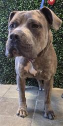 Shelter Stray Male Dog last seen Near Dyer, CITY of El Paso, TX, 5001 Fred Wilson Ave, El Paso, TX 79906, USA