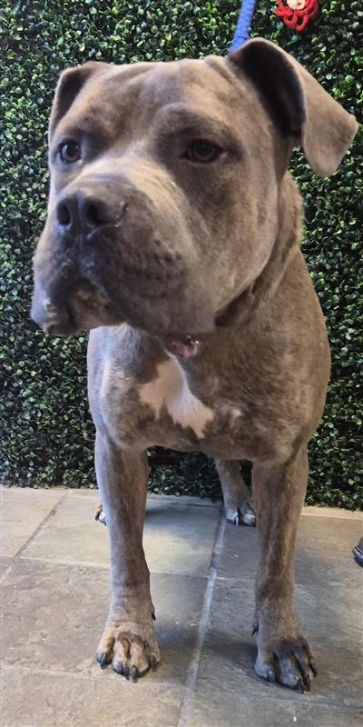 Shelter Stray Male Dog last seen Near Dyer, CITY of El Paso, TX, 5001 Fred Wilson Ave, El Paso, TX 79906, USA