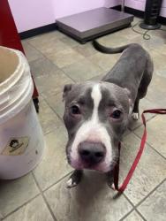 Shelter Stray Male Dog last seen Near ROBERT DR, CITY of El Paso, TX, 5001 Fred Wilson Ave, El Paso, TX 79906, USA