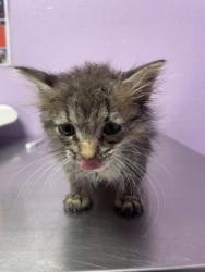 Shelter Stray Male Cat last seen Near SMOKEY POINT DR, CITY of El Paso, TX, 5001 Fred Wilson Ave, El Paso, TX 79906, USA