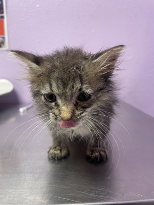 Shelter Stray Male Cat last seen Near SMOKEY POINT DR, CITY of El Paso, TX, 5001 Fred Wilson Ave, El Paso, TX 79906, USA