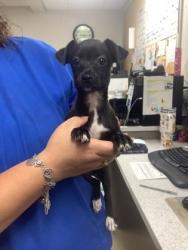 Shelter Stray Female Dog last seen Near Camp Bowie Blvd, West District, TX, 355 Hillshire Dr, Haslet, TX 76052, USA