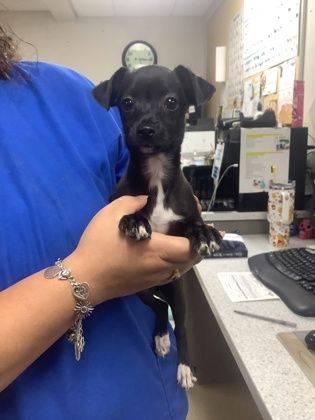 Shelter Stray Female Dog last seen Near Camp Bowie Blvd, West District, TX, 355 Hillshire Dr, Haslet, TX 76052, USA