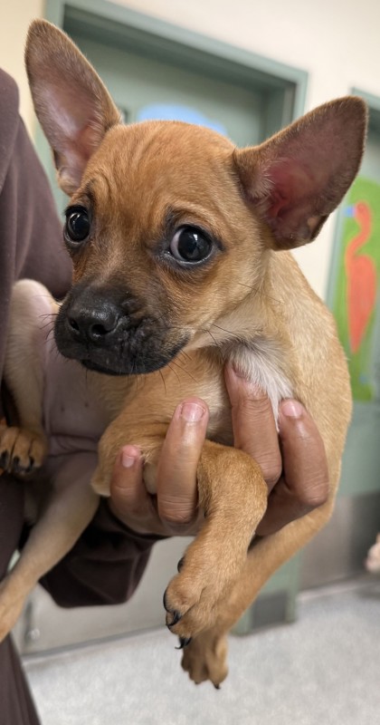 Shelter Stray Female Dog last seen , , CA, 1101 29th Ave, Oakland, CA 94601, USA