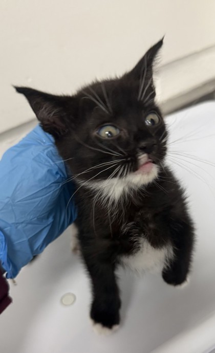 Shelter Stray Female Cat last seen , , CA, 1101 29th Ave, Oakland, CA 94601, USA