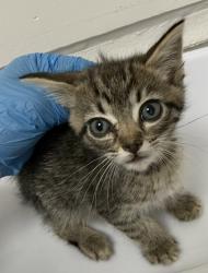 Shelter Stray Male Cat last seen , , CA, 1101 29th Ave, Oakland, CA 94601, USA