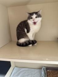 Shelter Stray Male Cat last seen Near Gables Way NE Atlanta , GA 30329, 30329, GA, 3280 Chamblee Dunwoody Rd, Chamblee, GA 30341, USA