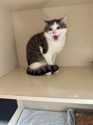 Shelter Stray Male Cat last seen Near Gables Way NE Atlanta , GA 30329, 30329, GA, 3280 Chamblee Dunwoody Rd, Chamblee, GA 30341, USA