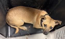 Shelter Stray Male Dog last seen W Bowles & S Ring Ave, Raisin City Zone Fresno CO 1A 93652, CA, 1510 W Dan Ronquillo Dr, Fresno, CA 93706, USA