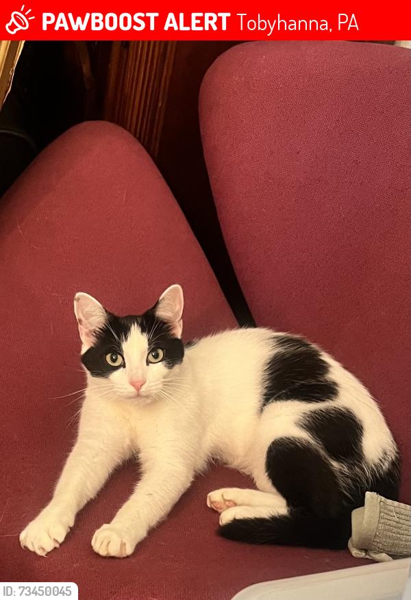 Lost Male Cat last seen Pocono Farms East, Tobyhanna, PA 18466