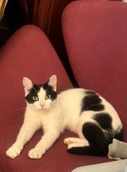 Lost Male Cat last seen Pocono Farms East, Tobyhanna, PA 18466