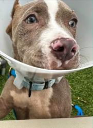 Shelter Stray Female Dog last seen Near Ralworth Road, 21218, MD, 2490 Giles Rd, Baltimore, MD 21225, USA