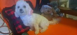 Reunited Female Dog last seen Home ave and Fairmont, San Diego, CA 92105