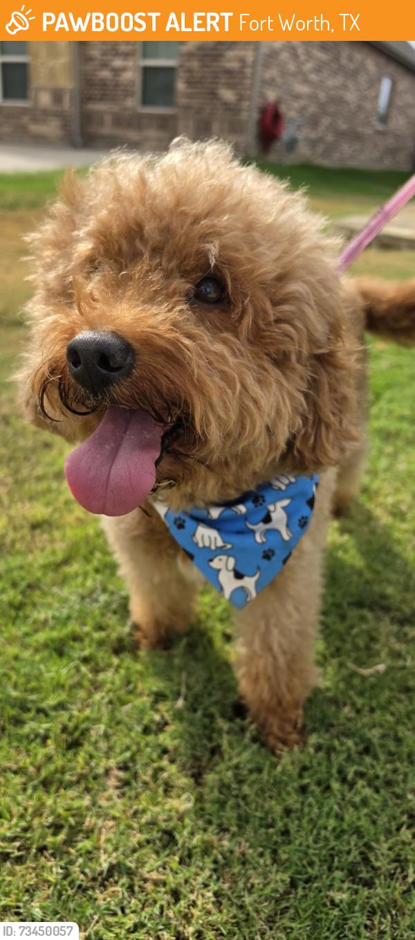 Found/Stray Male Dog last seen Chisholm View Drive, Fort Worth, TX 76123