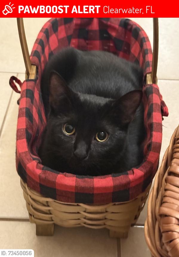 Lost Male Cat last seen Pine Place and Nugget Dr, Clearwater, FL 33755