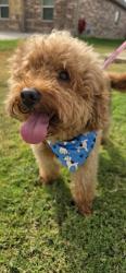 Found/Stray Male Dog last seen Chisholm View Drive, Fort Worth, TX 76123