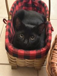 Lost Male Cat last seen Pine Place and Nugget Dr, Clearwater, FL 33755