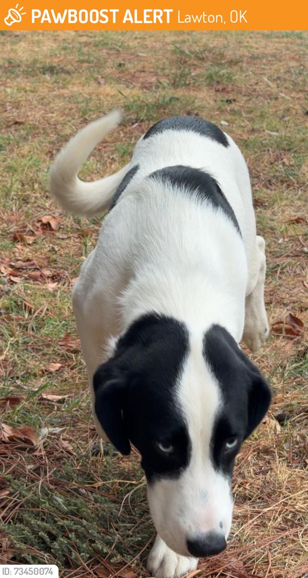 Found/Stray Male Dog last seen walmart, Lawton, OK 73505