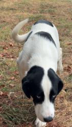 Found/Stray Male Dog last seen walmart, Lawton, OK 73505