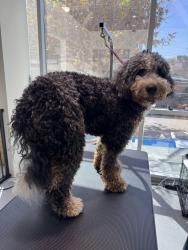 Lost Male Dog last seen W 7th st/Alvarado st, Los Angeles, CA 90057