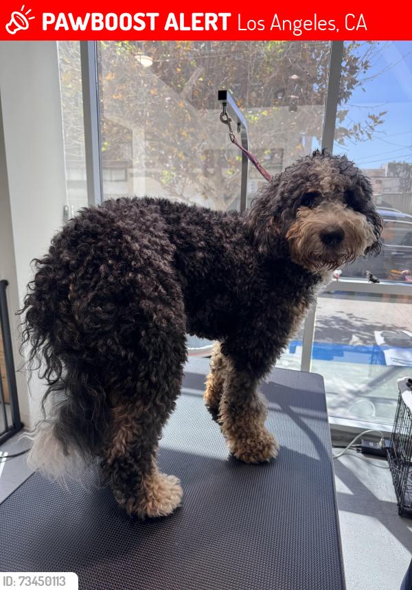 Lost Male Dog last seen W 7th st/Alvarado st, Los Angeles, CA 90057