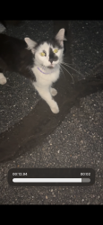 Found/Stray Unknown Cat last seen Near raeford rd Fayetteville nc, Fayetteville, NC 28304