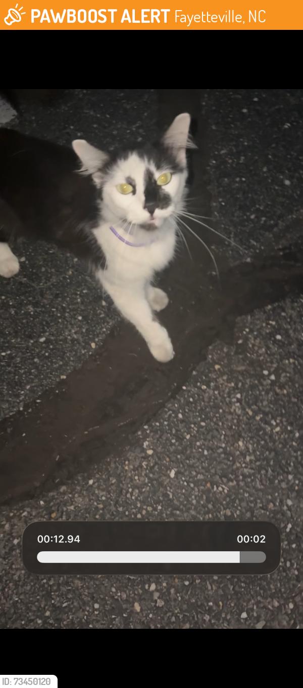 Found/Stray Unknown Cat last seen Near raeford rd Fayetteville nc, Fayetteville, NC 28304