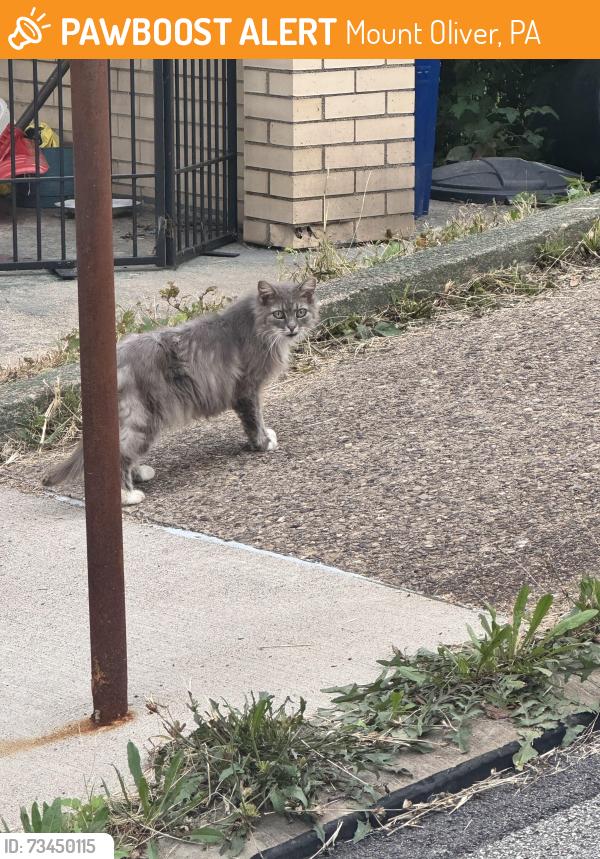 Found/Stray Unknown Cat last seen Eleanor Street and Baltic Way, Mount Oliver, PA 15210