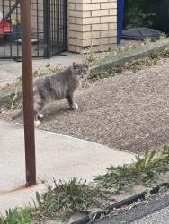 Found/Stray Unknown Cat last seen Eleanor Street and Baltic Way, Mount Oliver, PA 15210