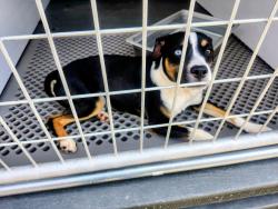 Reunited Male Dog last seen Near Tassajara Rd, Dublin, CA 94568, Dublin, CA 94568