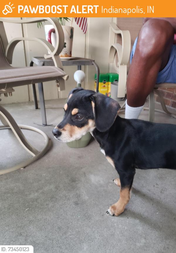 Found/Stray Male Dog last seen Leone and 54th Pl, Indianapolis, IN 46226