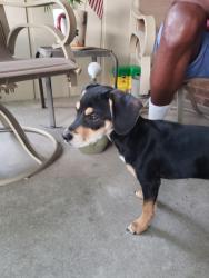 Found/Stray Male Dog last seen Leone and 54th Pl, Indianapolis, IN 46226