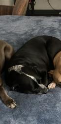 Reunited Female Dog last seen Eubank and Lomas, Albuquerque, NM 87108