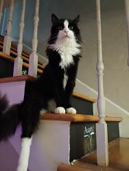 Lost Male Cat last seen Community garden apmts, Sparks, NV 89431