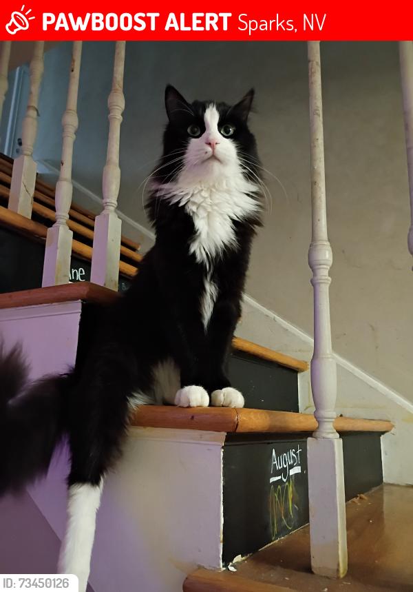Lost Male Cat last seen Community garden apmts, Sparks, NV 89431