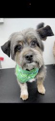 Lost Male Dog last seen N Arrawana Ave & W Violet St, Tampa, FL 33614, Tampa, FL 33602
