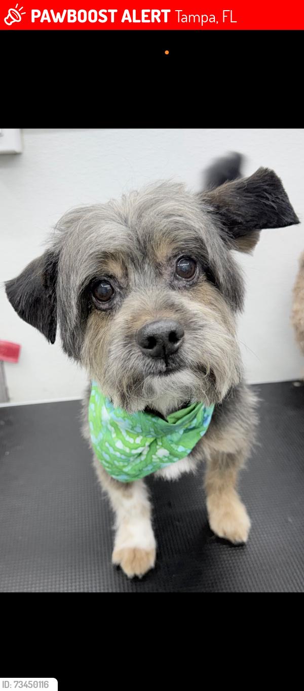 Lost Male Dog last seen N Arrawana Ave & W Violet St, Tampa, FL 33614, Tampa, FL 33602
