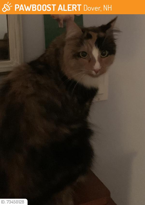 Found/Stray Unknown Cat last seen Central Ave, Dover, NH 03820