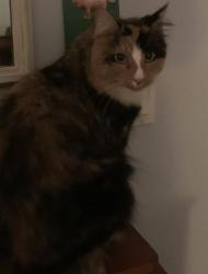 Found/Stray Unknown Cat last seen Central Ave, Dover, NH 03820