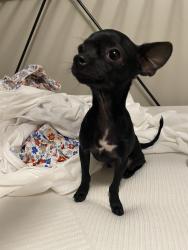 Found/Stray Male Dog last seen Sablechase, Houston, TX 77014