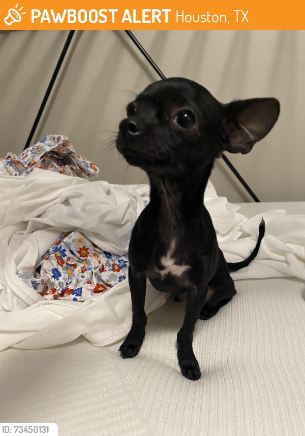 Found/Stray Male Dog last seen Sablechase, Houston, TX 77014